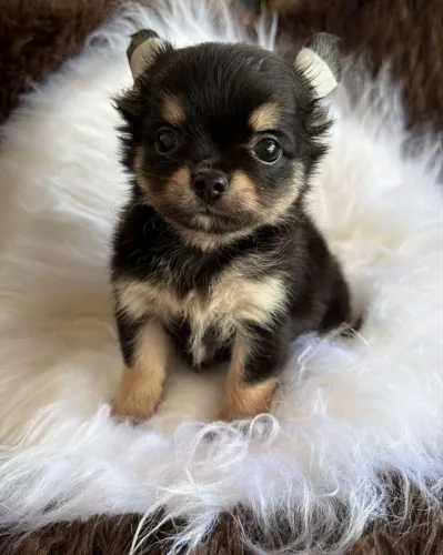 Chihuahua Pêlo longo com beleza rara e procedência garantida!