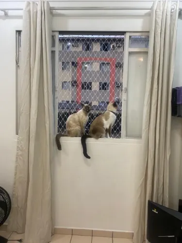 Doação de Duas Gatas