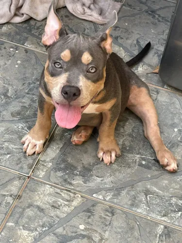 Cachorro American Bully 