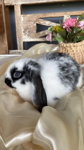 mini lop uruguaio