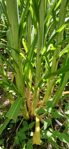 Capiaçu