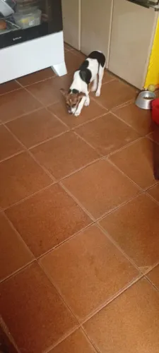Doação de cachorrinha