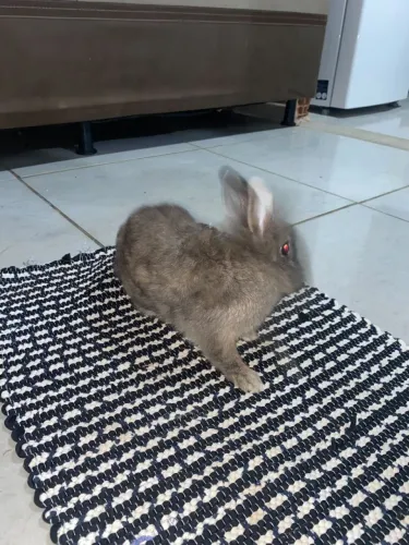 Coelho
