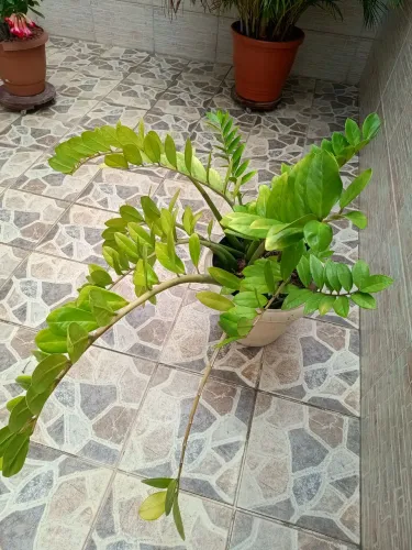 Zamioculca, pelo tamanho , a mais barata do OLX