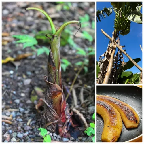Muda de banana da terra ( cumprida) 
