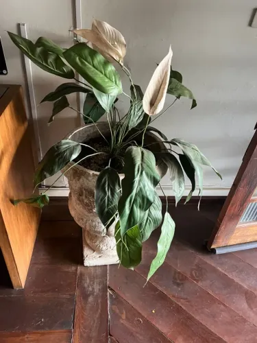Arranjo de plantas artificiais com Jarro rústico branco