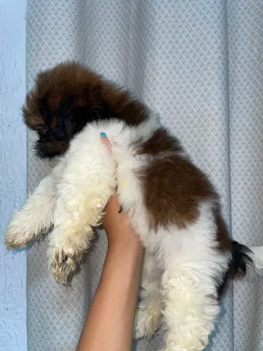 Cachorro