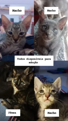 Gatos/ gatinhos