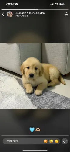 Golden retriver 