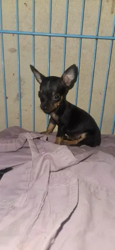 Pinscher Fêmea zero zero