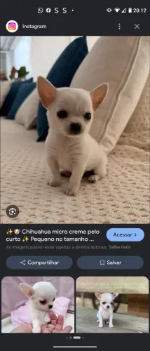 Procuro chihuahua macho de pelo curto filhote