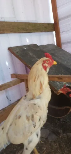Galo indio
