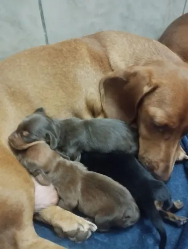 Filhotes de Dachshund a Venda