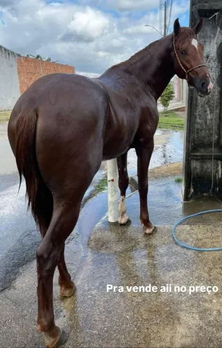 Pra vende ligeiro
