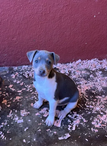 Fox Paulistinha Macho disponível- Cor Rara Azul (Cinza) - Canil 2S