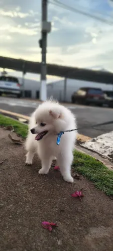 Spitz alemão macho