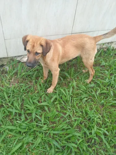 Doação 2 cachorros vira-lata