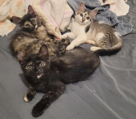 Lindos gatinhos de dois meses e meio 