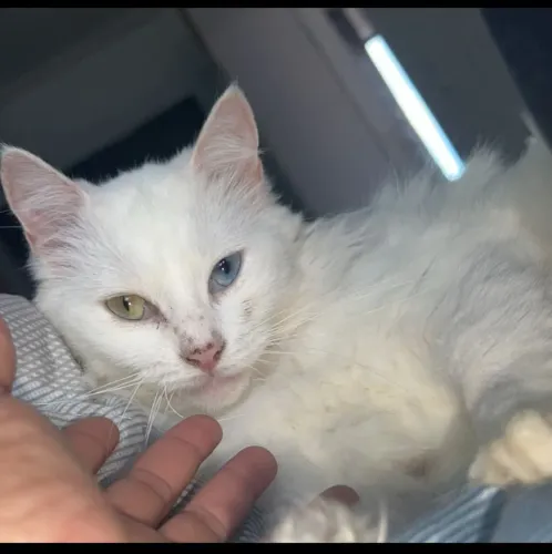 Marie gatinha dos olhos azuis e verdes para doação