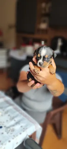 Filhote fêmea American Bully