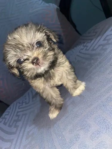 Filhote de cachorro shitzu macho 