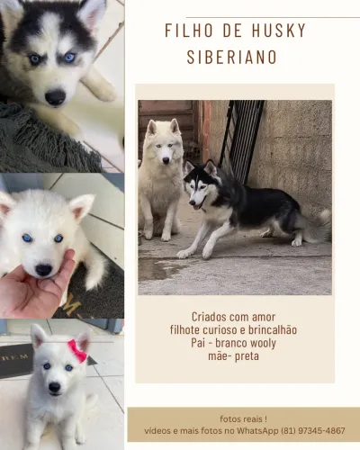 Filhote de cachorro