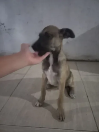 Cachorrinho para doação urgente