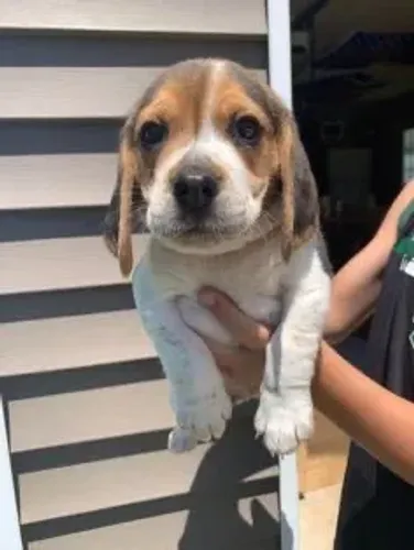 Beagle Vacinados e Disponíveis