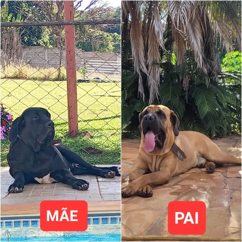 Filhotes de fila brasileiro 