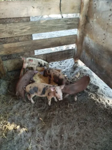 Leitões 