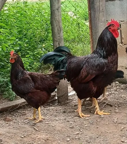 Ovos galados galinha Rhode Red Island (15 unidades))s