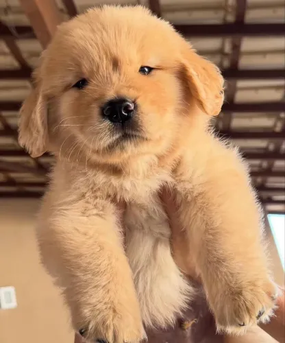 Filhote de Golden