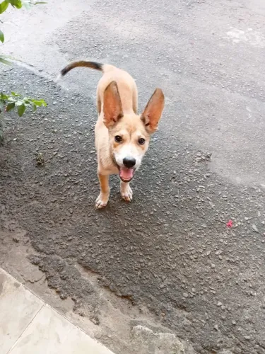 Cadela menina pequena doação