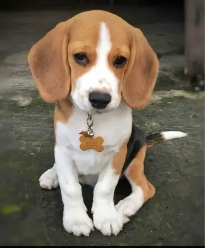 Super lindinho filhotes de Beagle fêmeas ! 