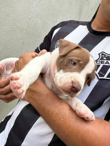 Pitbull filhote