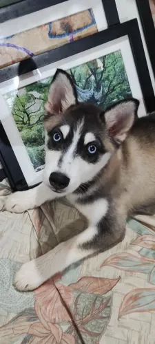 Husky siberiano