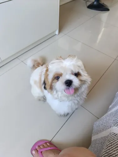 Vende-se um Shih Tzu macho com um ano de idade e vacinação completa.