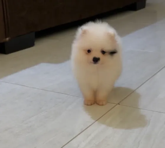 Comprei uma Lulu e minha shitszu não se adaptou com ela.