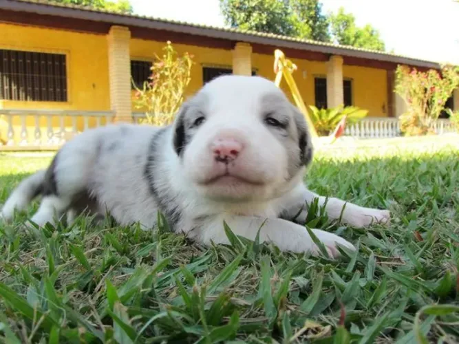 Border Collie