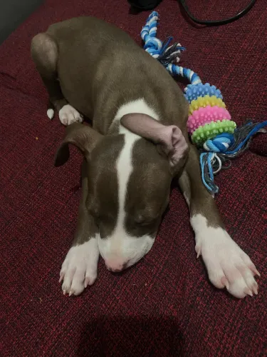 PIT BULL FILHOTE