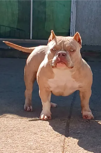 American bully Fêmea disponivel