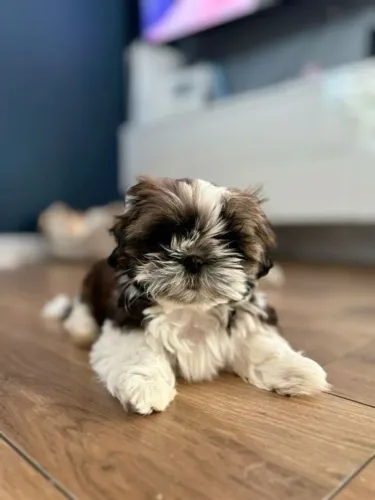 Shih Tzu maravilhoso para momentos inesquecíveis