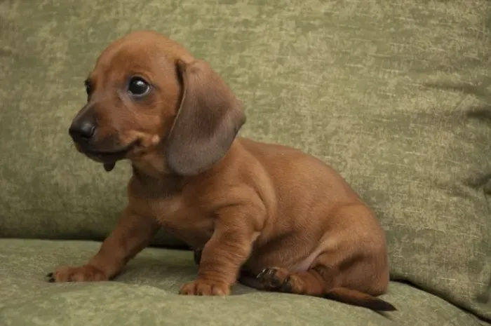 Dachshund salsichinha fêmeas com pedigree