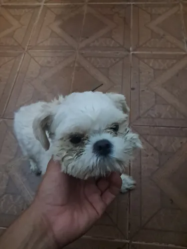 Shituz, branquinha muito dorcio 