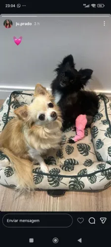 Chihuahua