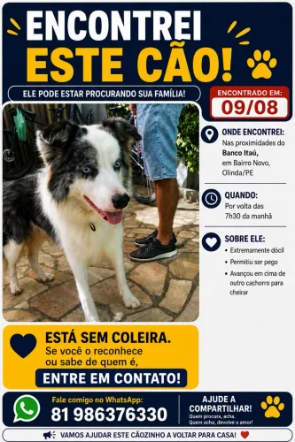 Border Collie encontrado em Bairro Novo - Olinda/PE - 09/08