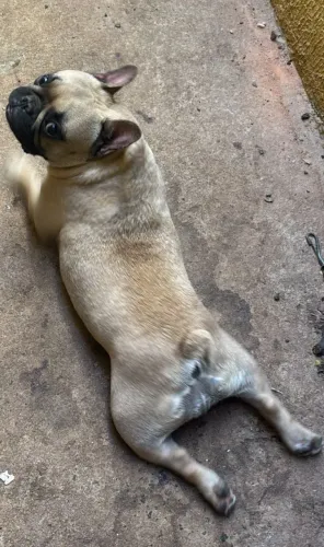 Pug femea