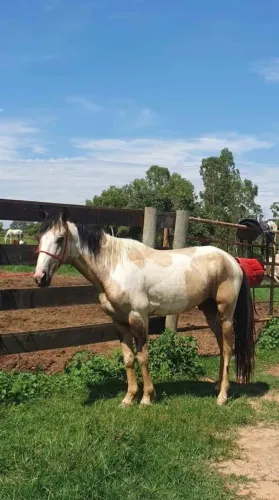Cavalo mangalarga pampa 