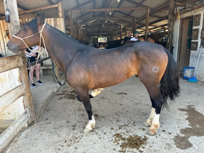 Cavalo crioulo