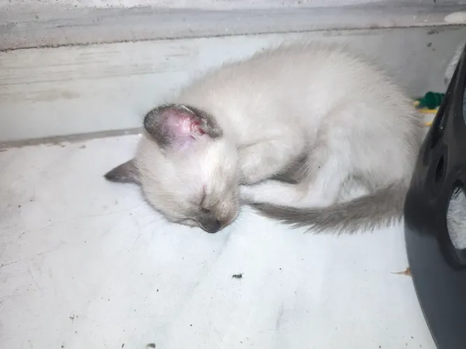 Gatos para doar